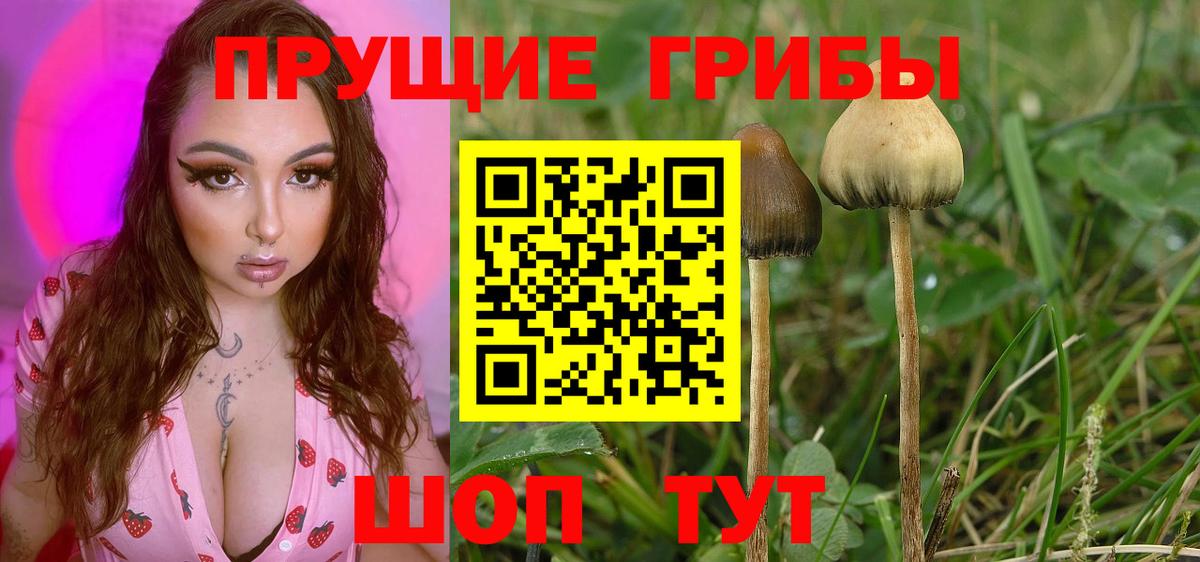 Галлюциногенные грибы Psilocybe Вязьма